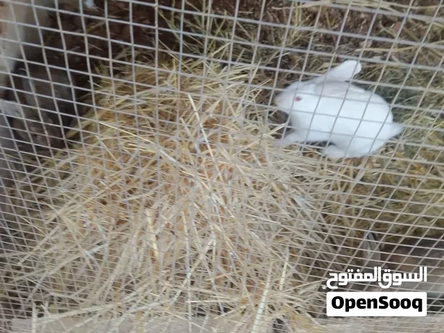 ارنب للبيع