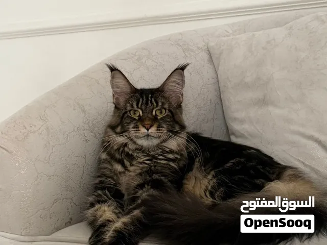 مين كون انثى العمر ثلاث سنين