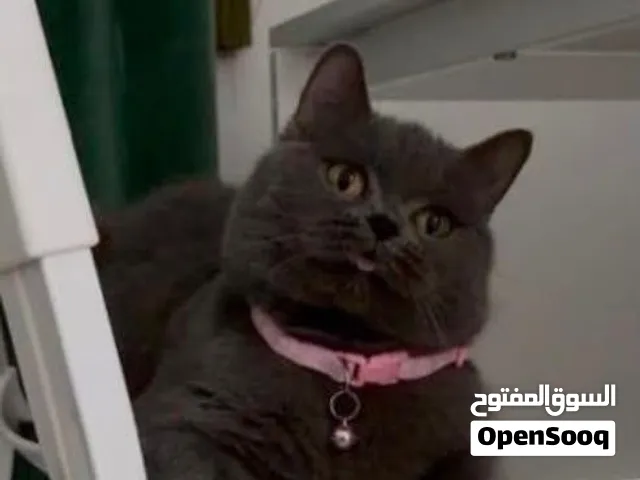 قط بريتش شورت هير