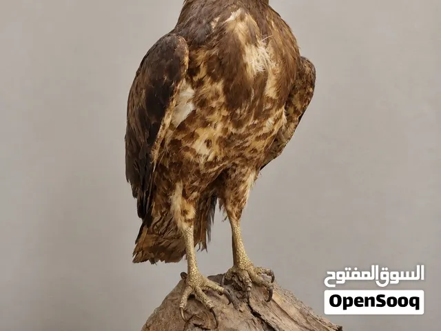 صقر محنط للزينة مع قاعدة خشبية