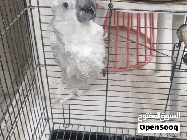 للبيع كوكاتو أمبريلا، الطير حالياً خواف ويحتاج إلى شخص يهتم فيه ويعوده على اليد والتعامل.