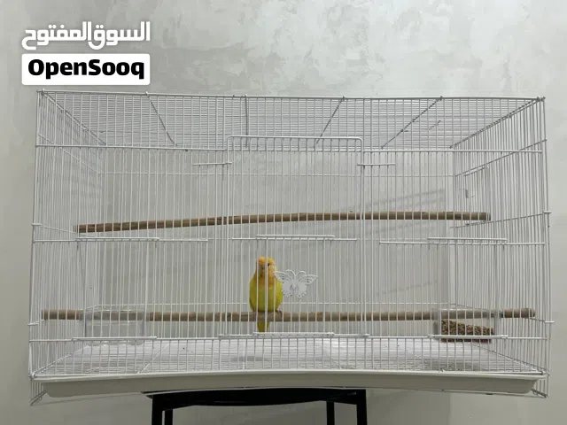 ببغاء الروز مع القفص وايضا علبة طعام