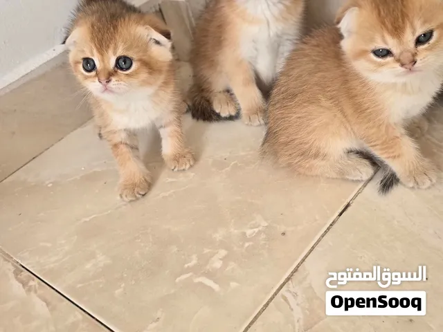 متاح للحجز كيتنز NY25 ذكور وإناث