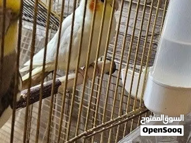 كوكتيل نخب اول