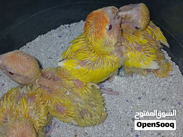 4 فروخ روز درجة أولى