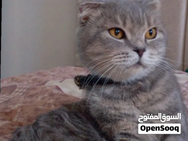 للبيع او للبدل على قطه لون عيونها ازرق