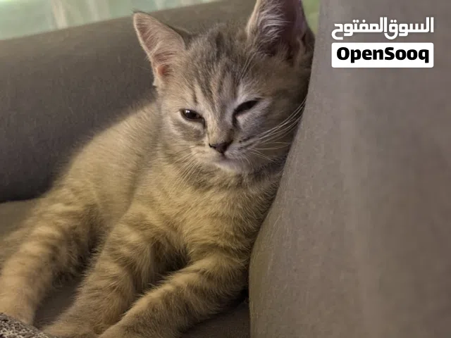 قطط   عمر 60 يوم