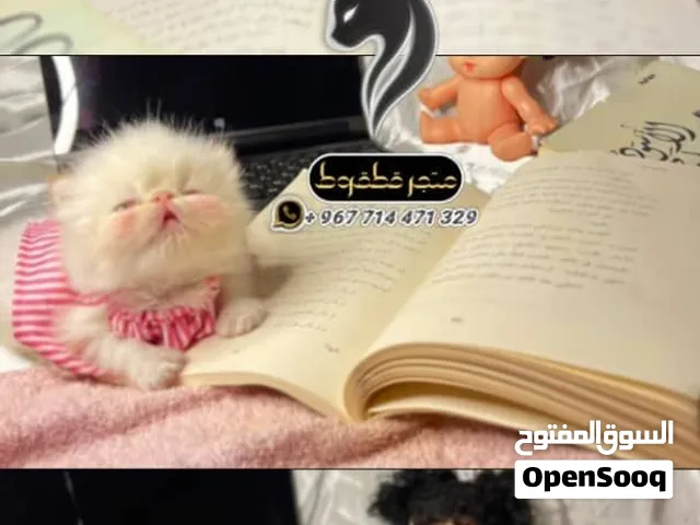هملايا اورنج بيرشن