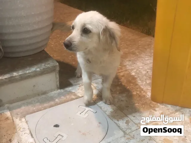 كلب منزلي صغير للبيع