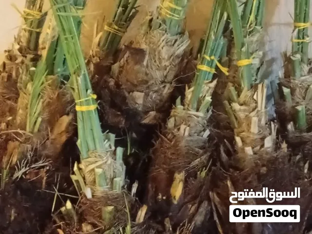 صرم نخيل متنوعه