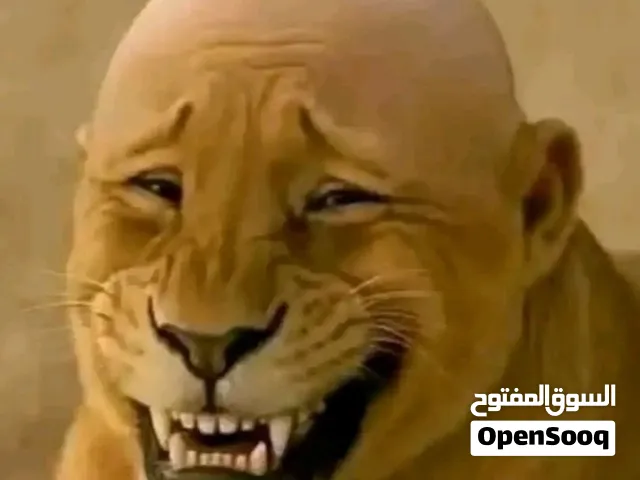 مطلوب كرت شاشه عاطل او مدابورت او باور عاطل