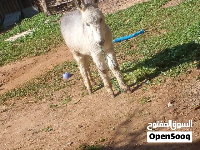 مطلوب كره الصغيره