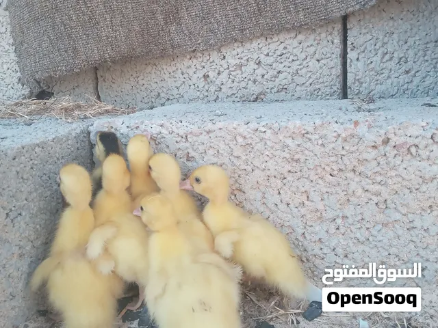 12345678888