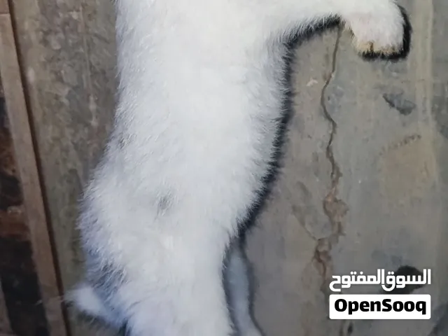 ارانب عربيات انتايات ودكوره