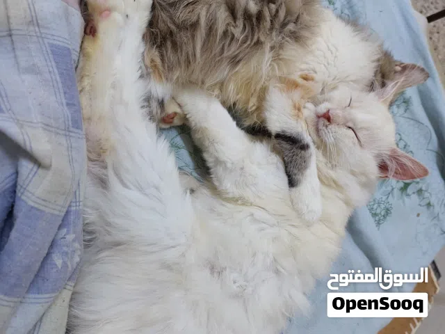 قططتان للتبني