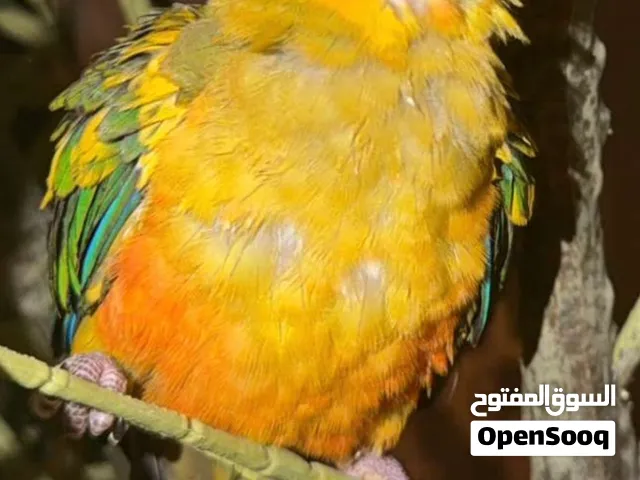 صن كنيور عمر 7 شهور sun conure