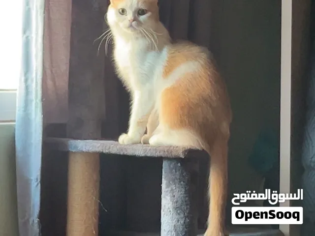 قطه سكوتش فولد ستريت لتبني