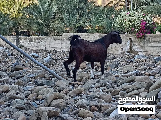 تيس عماني محقوص فول سمنه رابي فجبل مره بياض الوجه فيديو عل خاص التواصل واتس اب الرقم ف الوصف