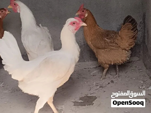 دجاج عرب مال بيت للبيع سعر الديك 13 الف سعر الدجاجه بياض 25 الف