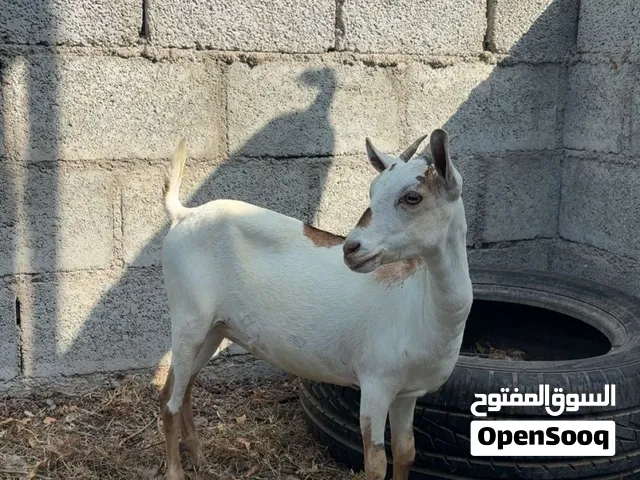 صخله صلاليه للبيع