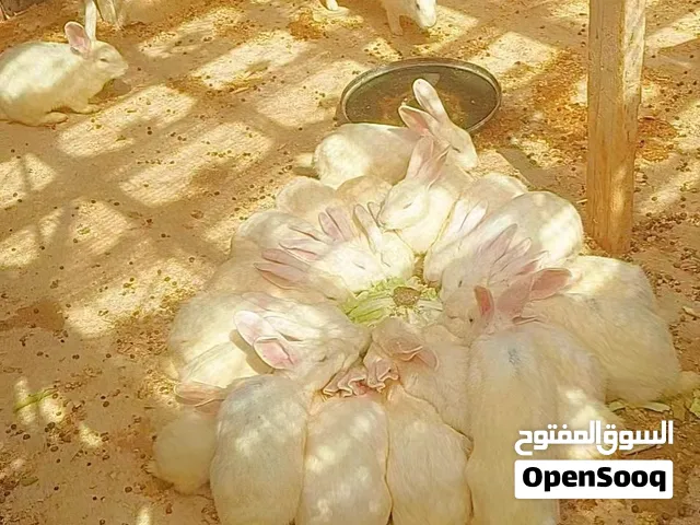 ارانب فرنسي
