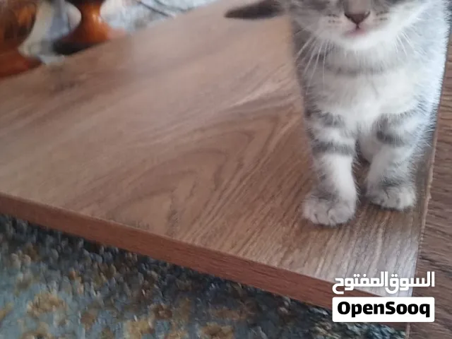 قط سكوتش ستريت