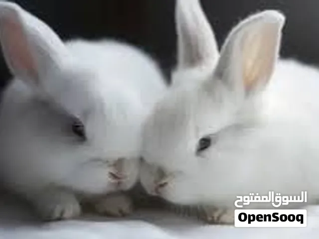 ارانب بلدية بيضاء مزراع مطعمه