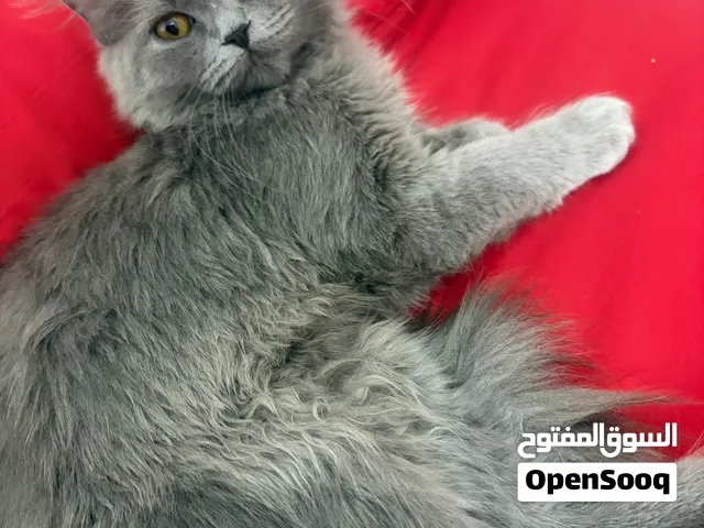 قط شيرازي عمرها شهرين تحب تلعب مو نفسيه مكاني البصرة