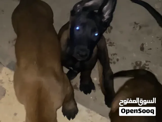 جراووو مالينوااا ماشاء الله