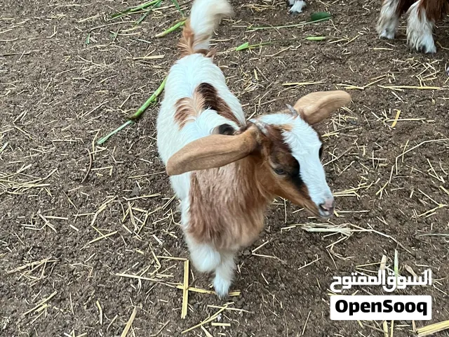 صخله للبيع