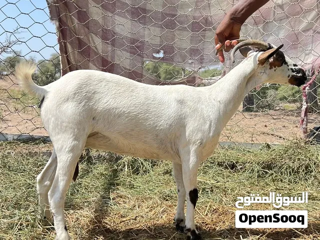 للبيع عنز صلاليه عشار كلشي صاحي السعر 75 قابل