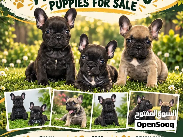 French bulldog puppies For Sale