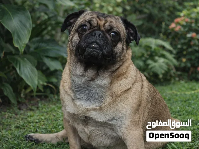 ذكر و انتى بج