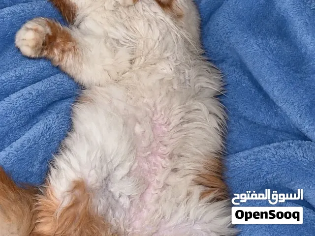 قطوه انثى للبيع 500 ر.ق