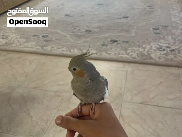الحيوان : عصفور كوكتيل العمر : من 6 اشهر الى 12 شهر نوع الاعلان : تبديل جنس : انثى