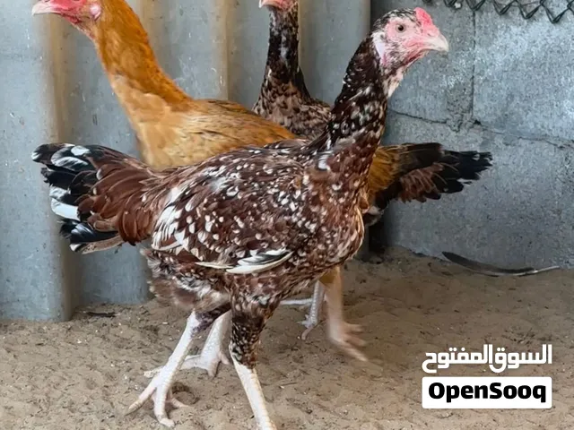 دجاج باكستاني سندي