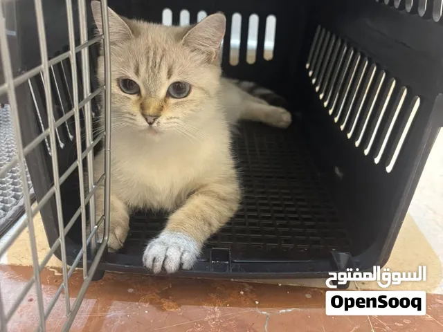 Luna for adoption