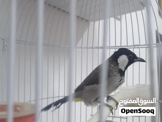 بلبل عراقي ذكر اليف متروك تغريد ولا أروع