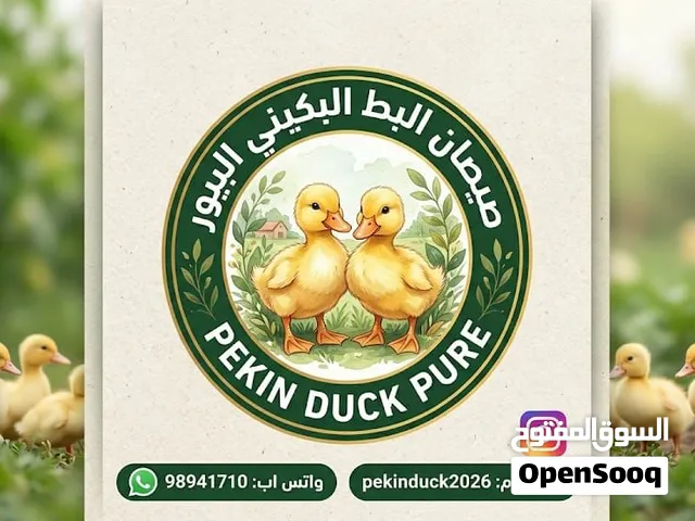 صيصان البط البكيني الفرنساوي البيور
