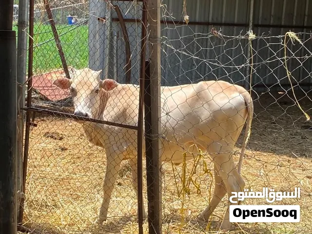 عجله للبيع