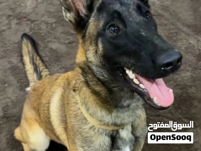 مالينو بلجيكي أصل (عمره 8 شهور) - صحة ممتازة وتدريب أساسي