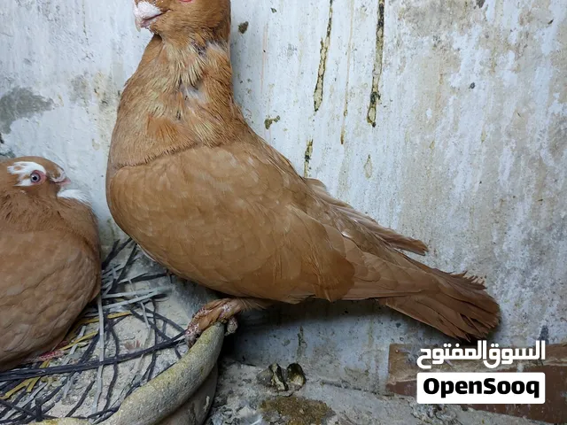 جوز مع بيض
