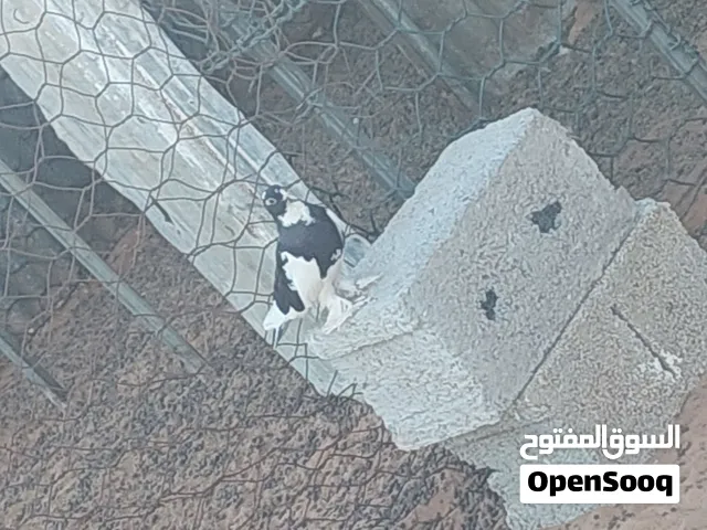 سلام عليكم اقرأ الوصف