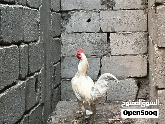 دجاج مشكل الشرح بالوصف بيهن عرب وهندي وكويتي