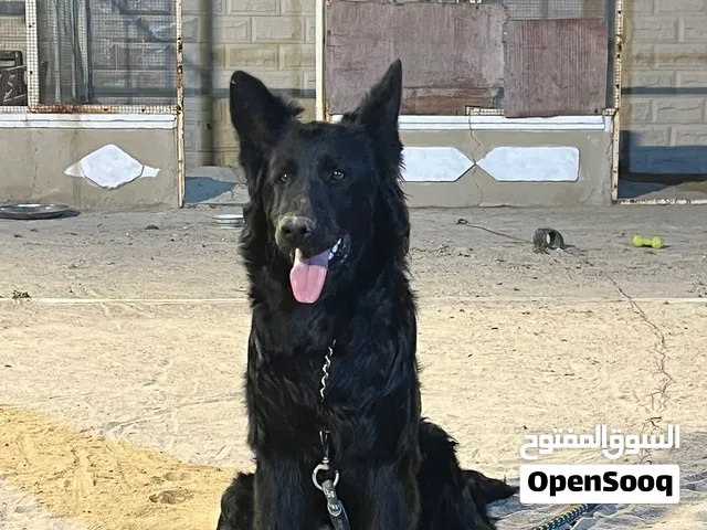 بيع جيرمن شيبرد