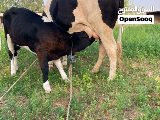 بقره والده طروقه ربي ايبارك