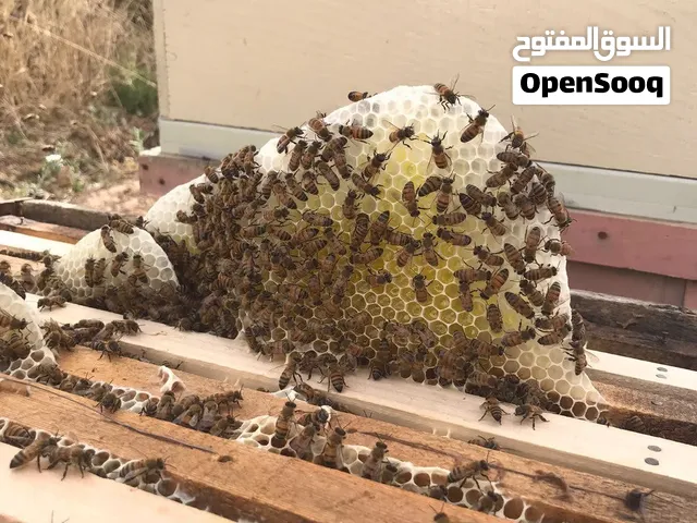 عسل طبيعي /دهوك