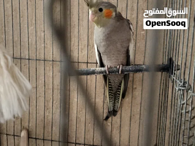 كوكتيل حبشي