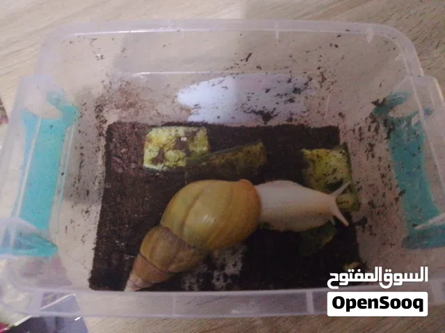 حلزون افريقي للبيع