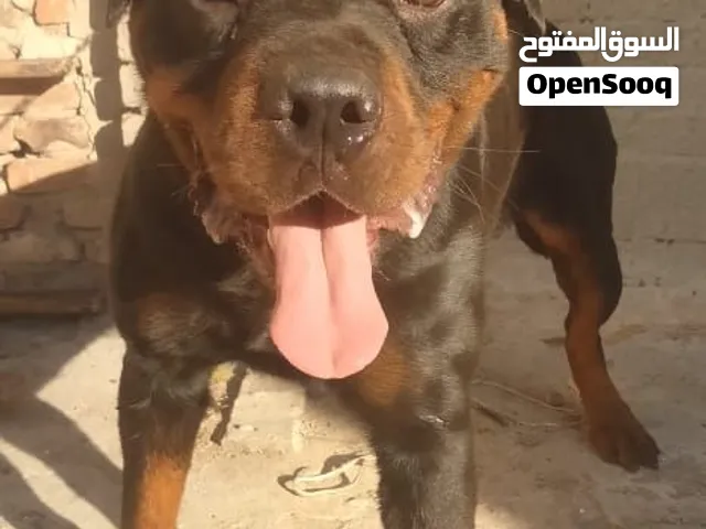 كلب روت وايلر دكر